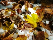 10 neve d'ottobre tra le foglie...